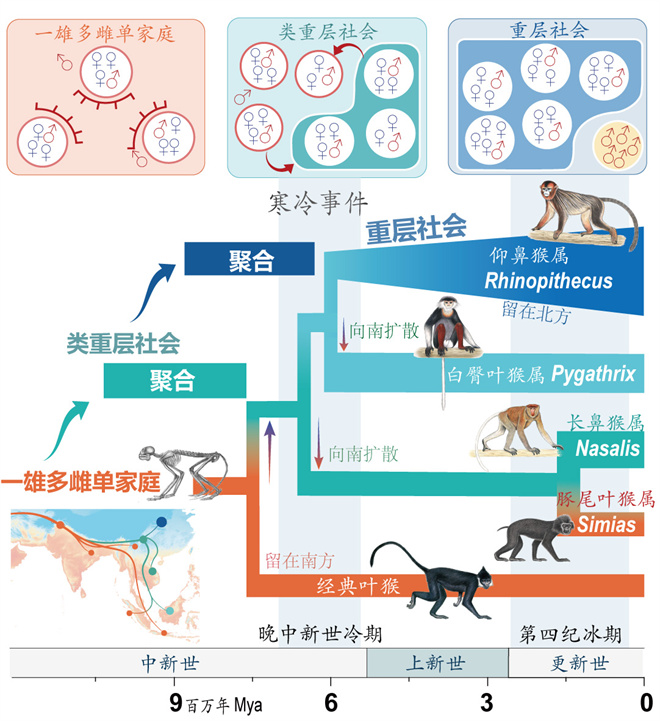 Science封面文章:乐竞体育电竞(中国)股份有限公司官网金丝猴研究团队首次系统揭示灵长类社会演化之谜_fororder_寒冷事件促进亚洲叶猴社会聚合(供图 齐晓光 赵兰 武进伟)